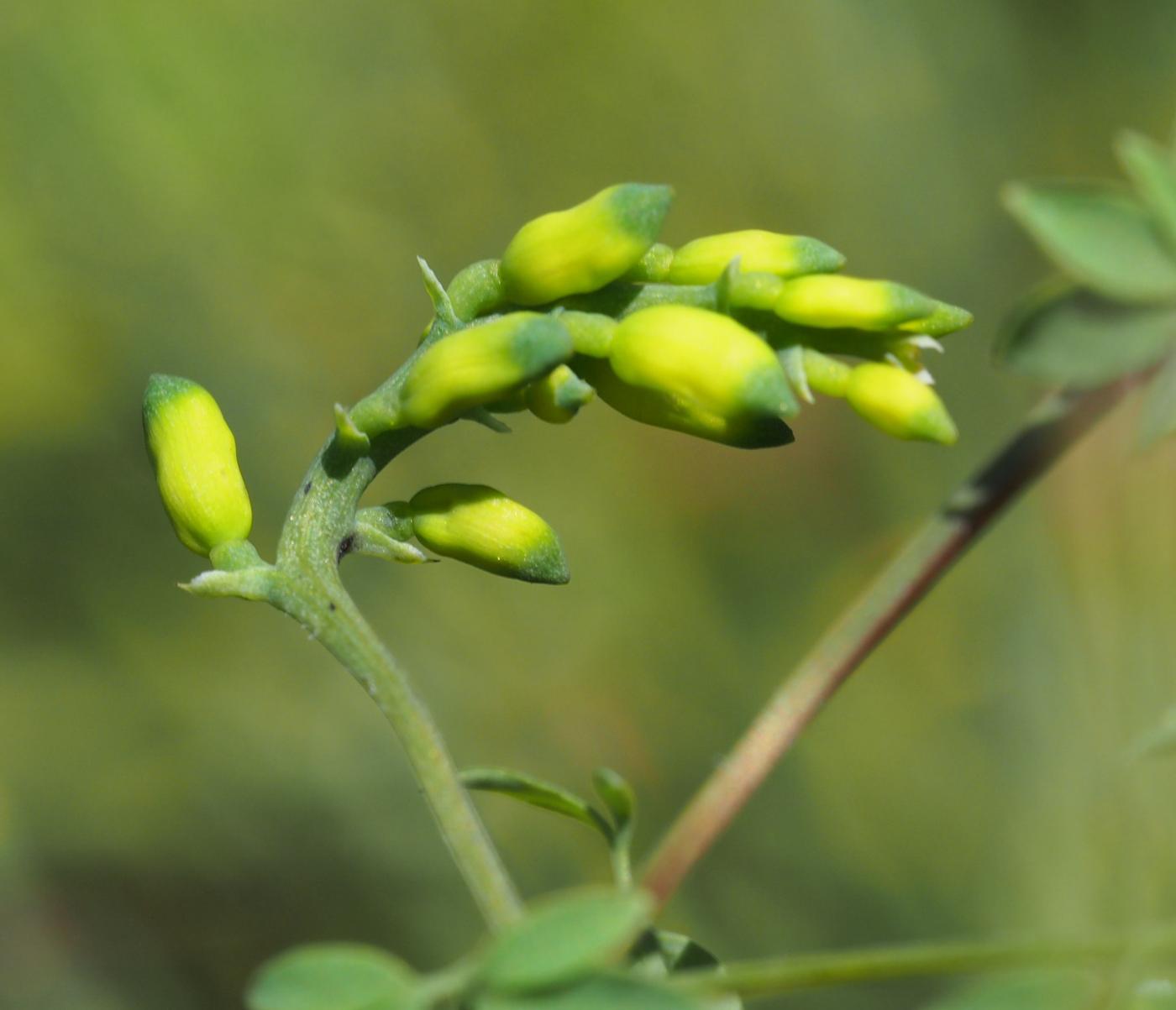 Corydalis, Climbing fruit